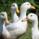The Drunken Duck