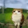 lost in shit land (friend server)