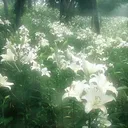 Eves🌿│r Garden of music