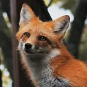 Vixen's Den