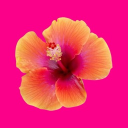 Coral Ridge University Discord server icon