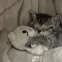 Kitty ・・Guild ・Soon・Pfps・Banne... Discord Server Icon