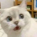 ᴛᴀᴍʙᴀʏᴀɴ ɴɪ ᴡɪꜱᴀ ༊·°