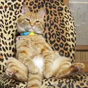 Cozy Cat Club ₍^. .^₎⟆