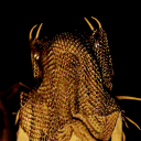 ◜𖤍  ﹟The Wilderness Chose Discord server icon