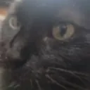 Vaderthecat official server icon