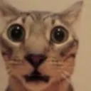 https://www.youtube.com/@FreeCliff Discord server icon