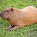 Capybara hangoutt