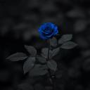 bluerose