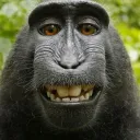 MONKEYS SERVER