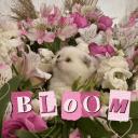 Bloom ♡⸝⸝