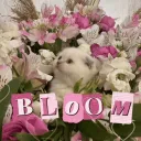 Bloom ♡⸝⸝