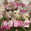 Bloom ♡⸝⸝
