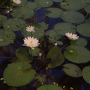 The Blooming Path Discord server icon