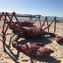 Crab Car Talk REBORN
