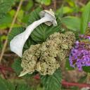 Tahoma Entheogenics