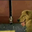 Leek tiktok