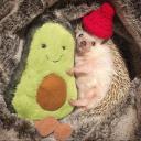 🦔✨💫 𝕛𝕖ż𝕪𝕜𝕚 💫 🦔✨