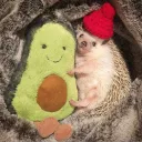 🦔✨💫 𝕛𝕖ż𝕪𝕜𝕚 💫 🦔✨