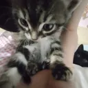 чунга чанга