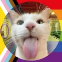 Kitty cat paradise ฅ^•ﻌ•^ฅ