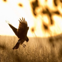 ⋆˚࿔⌗ !! ꒰ ᴅᴀᴡɴ ʙᴇɴᴇᴀᴛʜ ꜱɪʟᴇɴᴛ ᴡɪɴɢꜱ ꒱ 🪶 Discord server icon