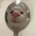 The Spoon Movement🥄