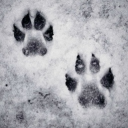 The Silly Den🐾 Discord server icon