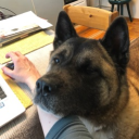 𐂯 .ᐟ⸝⸝ DOG KENNEL Discord server icon