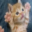 ‧₊˚✧𝘓𝘪𝘷𝘦𝘛𝘪𝘮𝘦✧˚₊‧