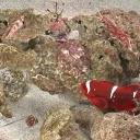 はいざらのサーバー