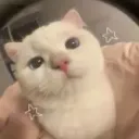 kitty Café | cute • cozy • chill