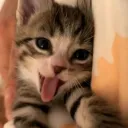 Orphism Discord Server Icon