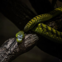 𝓣𝓱𝓮  𝓖𝓻𝓪𝓷𝓭  𝓜𝓪𝓰𝓲𝓬  𝓐𝓬𝓪𝓭𝓮𝓶𝔂 Discord server icon