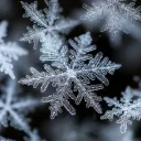THE ICE BOX