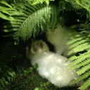 The Gentle Grove