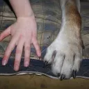 𐂯 Sugarcane Pet Sanctuary !