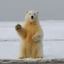Polar Development