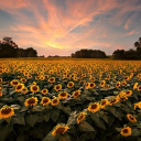 Midwest Kansas server!! Discord server icon