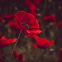 •~poppy paradise~•