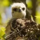 Talon Birds Nest