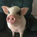 piglet studios Discord server icon
