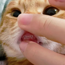 げむさば＾。。＾ Discord server icon