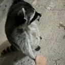 Rakun