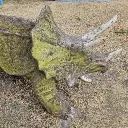 自治体
