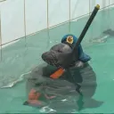 Sealnite