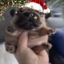 🎄The Pibble League ☃