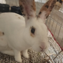 Bunni Bunni Bunni Discord server icon