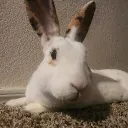 The Rabbit Hole