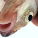 hingemouth deranged sticknodes models